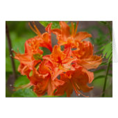 Orange Flowers Azalea Floral Photography (Front Horizontal)