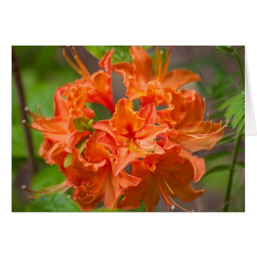 Orange Flowers Azalea Floral Photography (Front Horizontal)