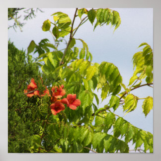 Orange Flowers Photo Poster 