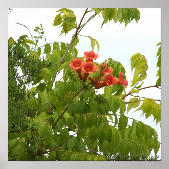 Orange Flowers Photo Poster  (Front)