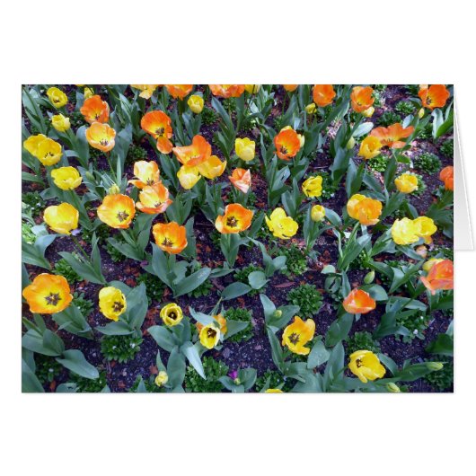orange flowers tulip cards (Front Horizontal)