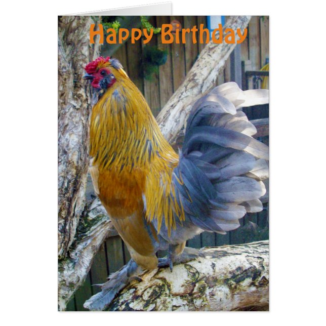 Orange Fluffy Proud Rooster, Birthday Card (Front)
