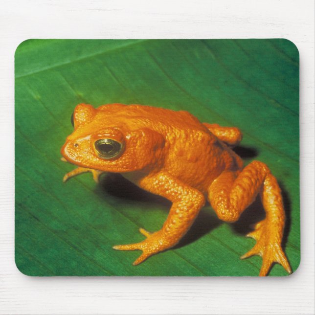 Orange Frog Mouse Pad (Front)