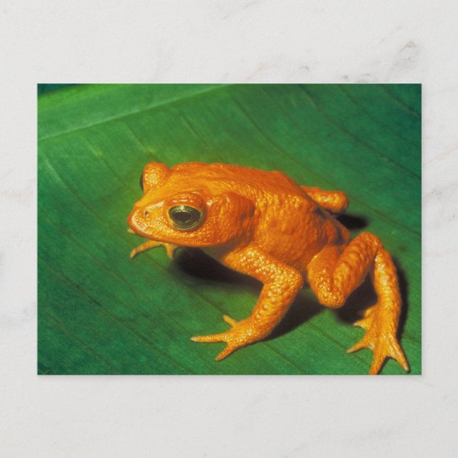 Orange Frog Postcard (Front)