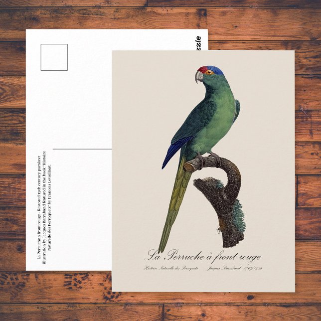 Orange-Fronted Parakeet, Eupsittula Canicularis Postcard (Orange-Fronted Parakeet, Eupsittula Canicularis. Postcard)