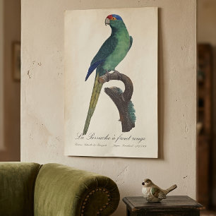 Orange-Fronted Parakeet, Eupsittula Canicularis Poster
