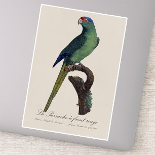 Orange-Fronted Parakeet, Eupsittula Canicularis Sticker