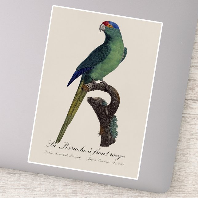 Orange-Fronted Parakeet, Eupsittula Canicularis Sticker (Orange-Fronted Parakeet, Eupsittula Canicularis. Sticker)