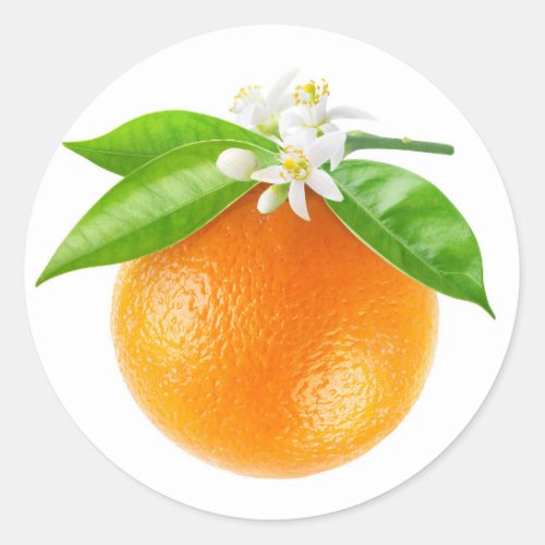 Orange fruit and flowers classic round sticker