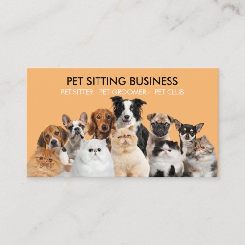 Orange Funny Photo Pet Dogs Cats Business Card