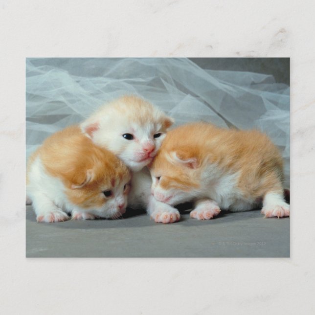 Orange Fur Kittens Postcard (Front)