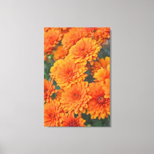 Orange Garden Flowers Mums Art Canvas Print