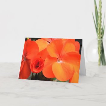 Orange Geranium Flower Photo Card by logodiane at Zazzle