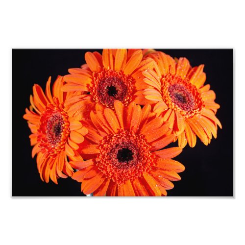 Orange Gerber Daisies Photo Print