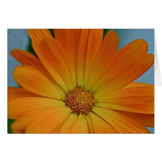 Orange Gerber Daisy (Front Horizontal)