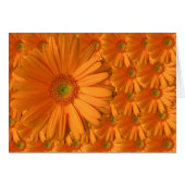 Orange Gerber Daisy (Front Horizontal)