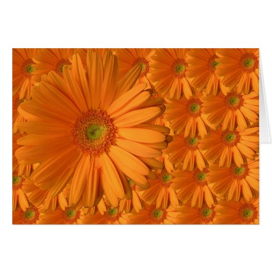 Orange Gerber Daisy Cards (Front Horizontal)