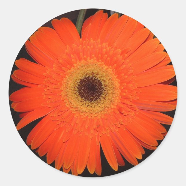 Orange Gerber Daisy Classic Round Sticker (Front)