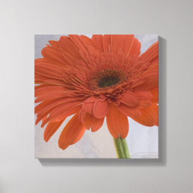 Orange Gerber Daisy Flower Canvas Print (Front)