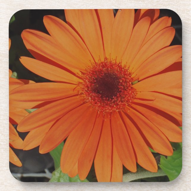 Orange Gerber gerbera Daisy daisie Beverage Coaster (Front)