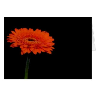 orange gerbera1
