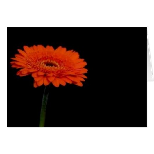 orange gerbera1 cards (Front Horizontal)
