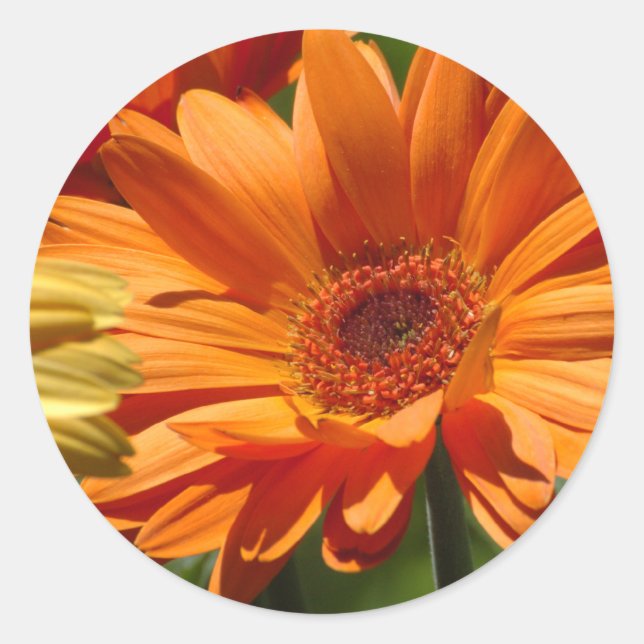 Orange Gerbera Classic Round Sticker (Front)