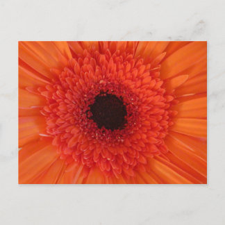 Orange Gerbera Close Up DIY Postcard