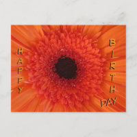 Orange Gerbera Close Up Happy Birthday Postcard