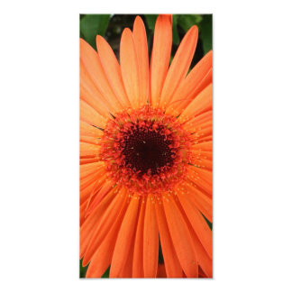 orange gerbera daisy (2 of 3) photo print