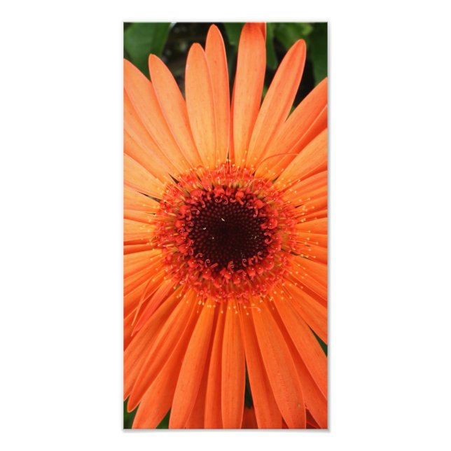 orange gerbera daisy (2 of 3) photo print (Front)