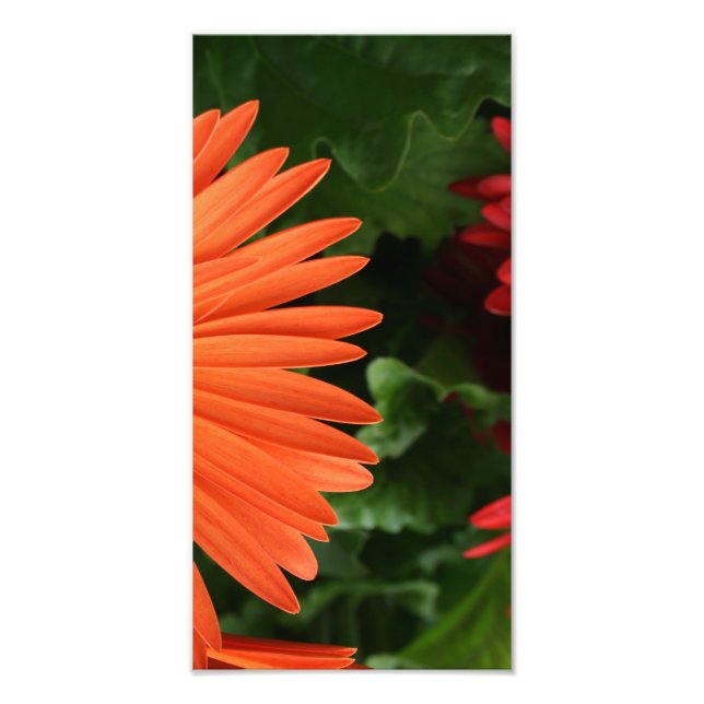 orange gerbera daisy (3 of 3) photo print (Front)