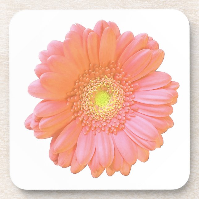 Orange gerbera daisy beverage coaster (Front)