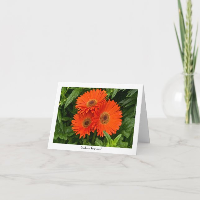 Orange Gerbera Daisy Collectible Greeting Note Card (Front)