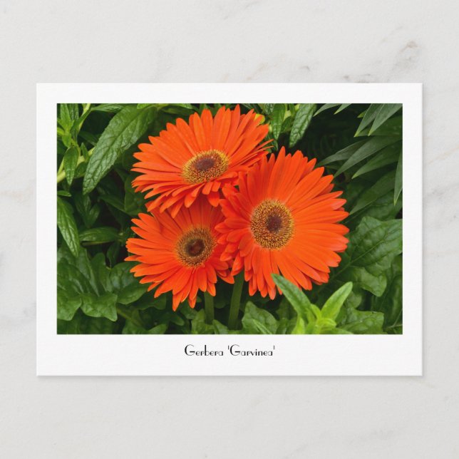 Orange Gerbera Daisy Collectible Postcard (Front)