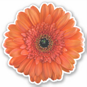 Orange Gerbera Daisy Flower Kiss-Cut Sticker