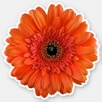 Orange Gerbera Daisy Flower Kiss-cut Sticker by wasootch at Zazzle