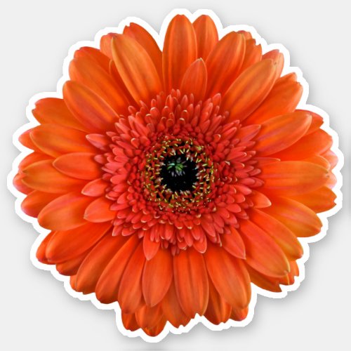 Orange Gerbera Daisy Flower Kiss_Cut Sticker