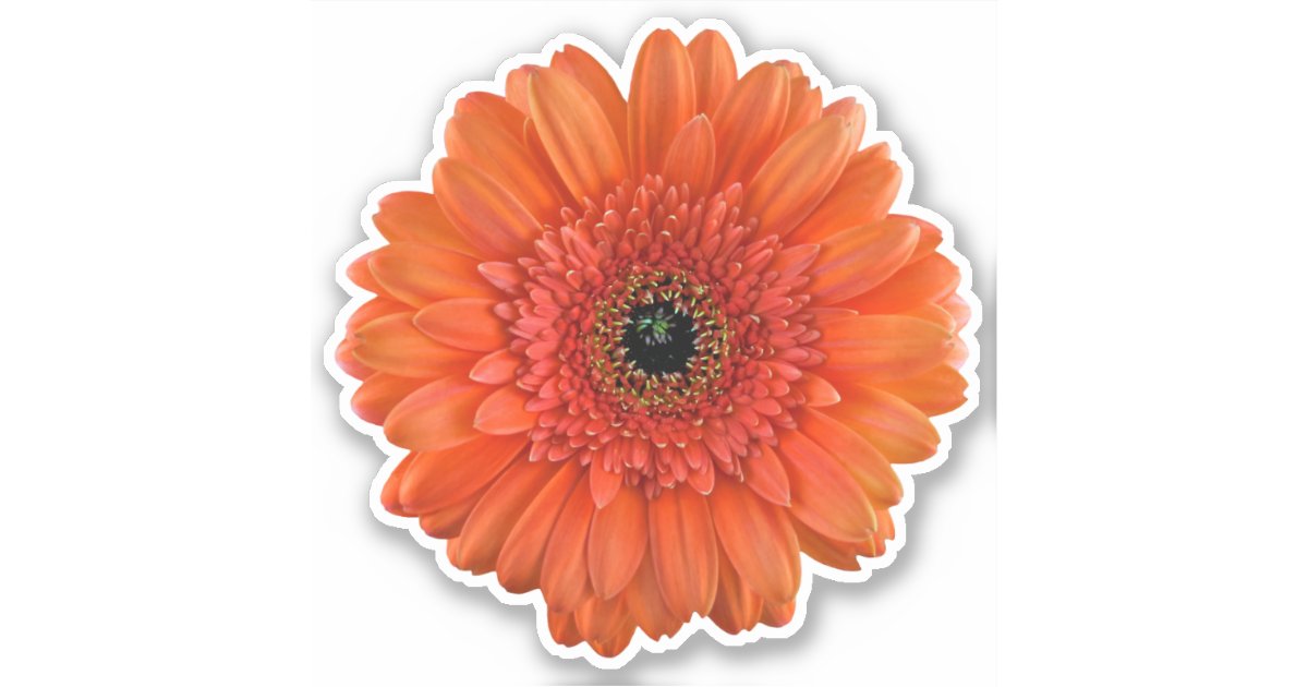 Orange Gerbera Daisy Flower Kiss-Cut Sticker | Zazzle