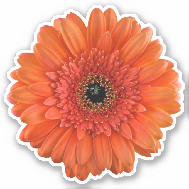 Orange Gerbera Daisy Flower Kiss-Cut Sticker (Front)