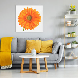 Orange Gerbera Daisy flower on white photo Poster