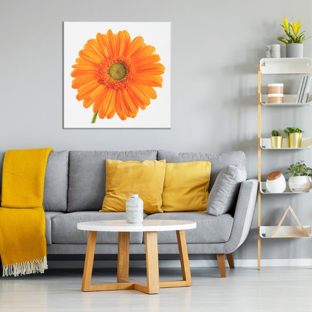 Orange Gerbera Daisy flower on white photo Poster (Creator Uploaded)