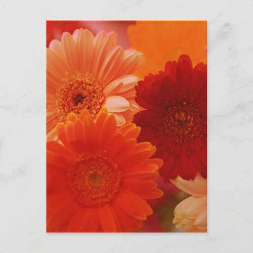Orange Gerbera Daisy Flower Photo Art Postcard
