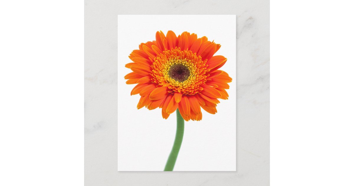 Orange Gerbera Daisy Flower Postcard | Zazzle