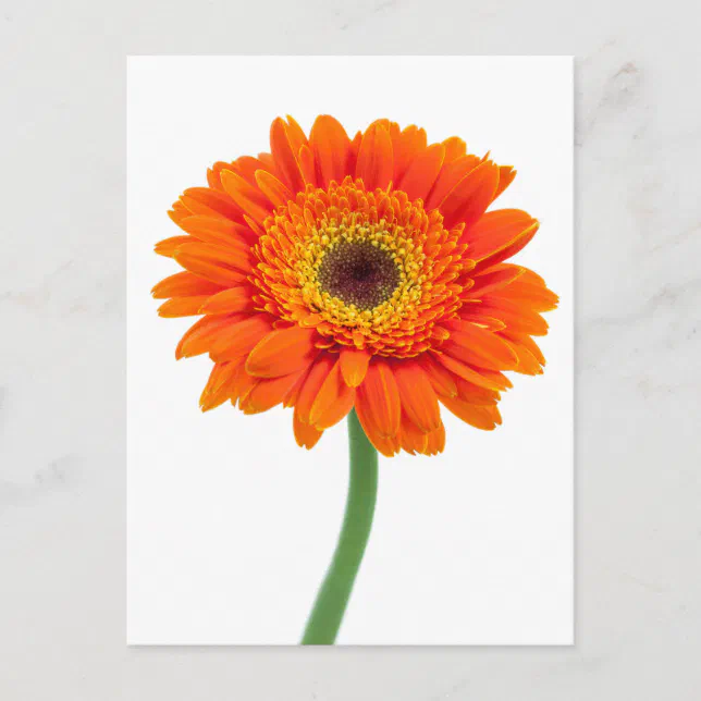 Orange Gerbera Daisy Flower Postcard | Zazzle