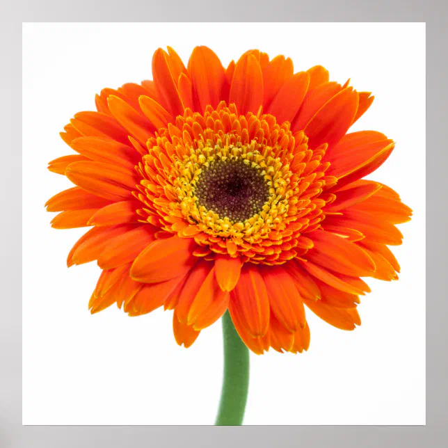 Orange Gerbera Daisy Flower Poster | Zazzle