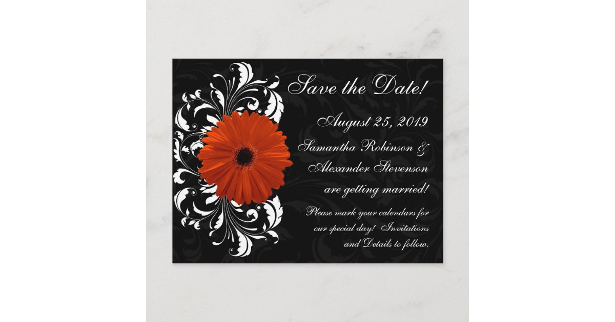 Orange Gerbera Daisy with Black and White Scroll Announcement Postcard ...