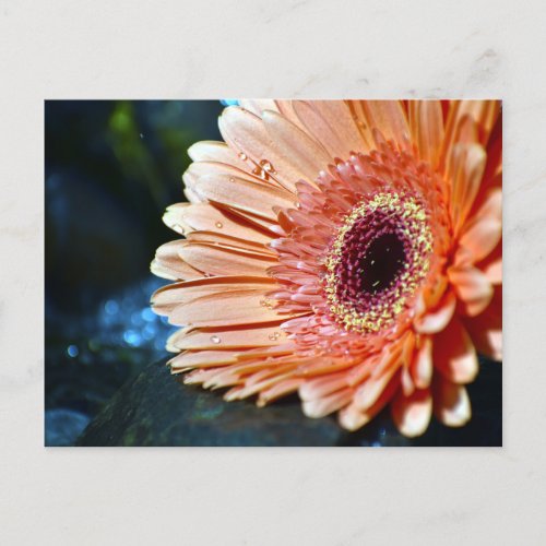 Orange Gerbera Flower Photograph Postcard