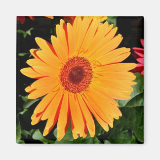 orange gerbera magnet