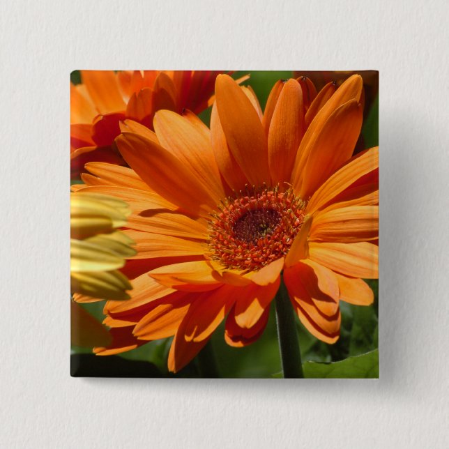 Orange Gerbera Pinback Button (Front)